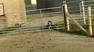 Quick-Witted Collie Slips Through Sheep Gate