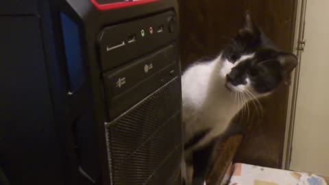 Cat's Mind Is Blown By The CD-ROM Drive