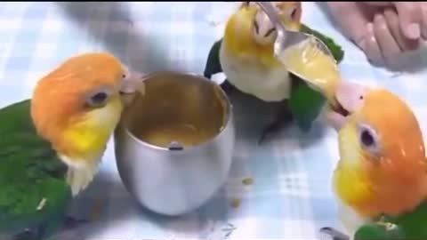 Parrot loves dancing with his best friend feeding food