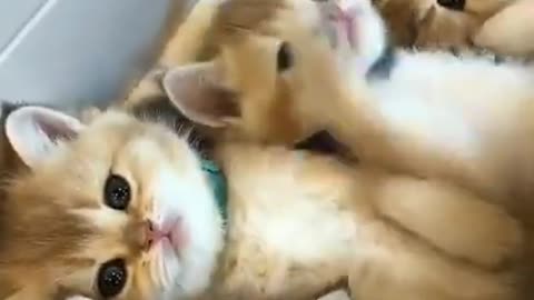 Lovely and Funny Animals Cute Kittens and Funny Cat video Clip 2021 mini