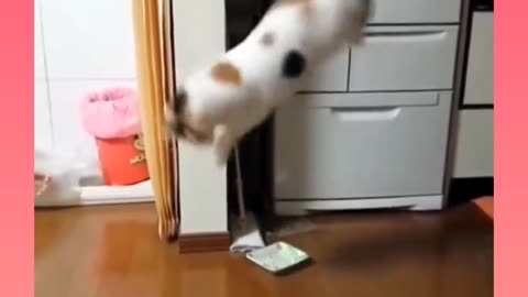 Funny cat videos must watch!!!