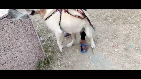 German Shepherd puppies Barking Vs Labrador BARKING Laddu Pe Attack Krdiya 😭