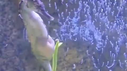 This is how seahorses give birth!!