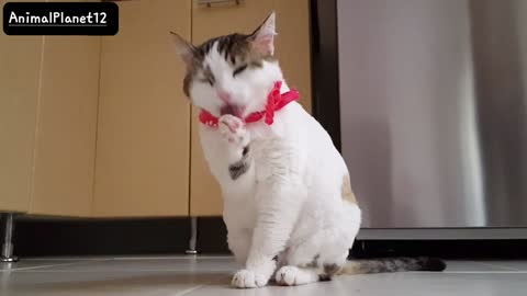 A cat that is very beautiful and funny_ AnimalPlanet12 _(720P_HD).MP4