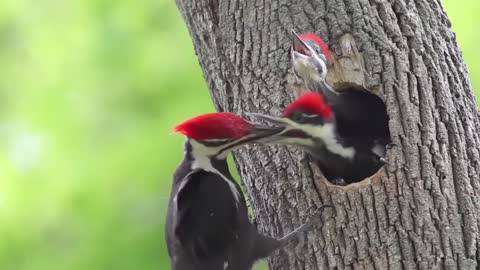 Why don't the woodpeckers get headaches?