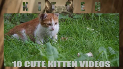 10 Cute Kitten Videos That Will Melt Your Heart 🐾