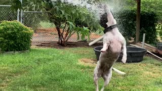 Jack Russell crazy about water