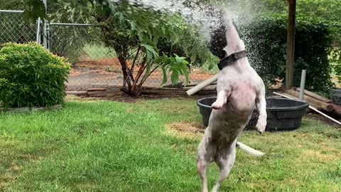 Jack Russell crazy about water