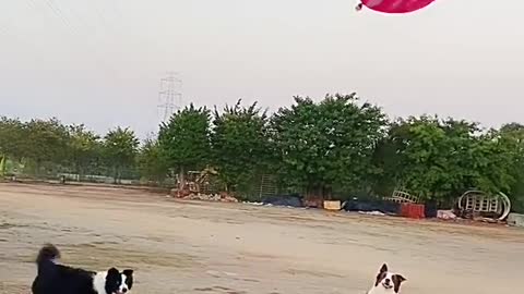 Volleyball match between dogs