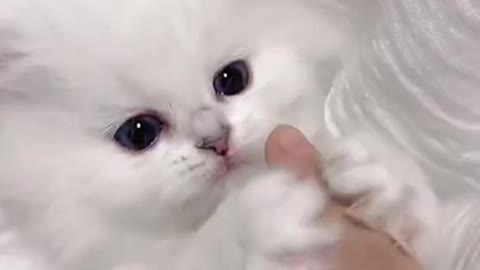 Awww Cute Cat Video