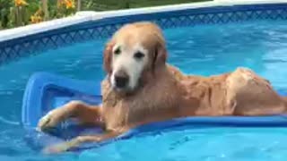 This Elderly Dog Sure Knows How To Relax At The Pool