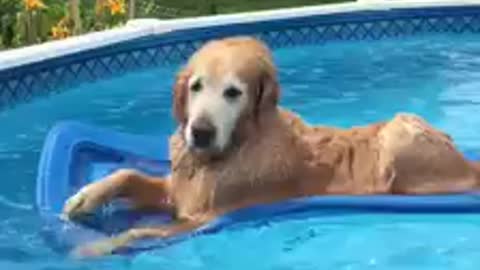 This Elderly Dog Sure Knows How To Relax At The Pool