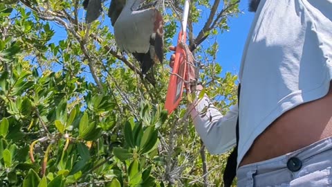 Boaters Rescue Helpless Blue Heron in Central Florida