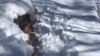 White dog slips off wooden patio and runs into snow