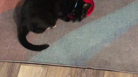 Cat steals frisbee
