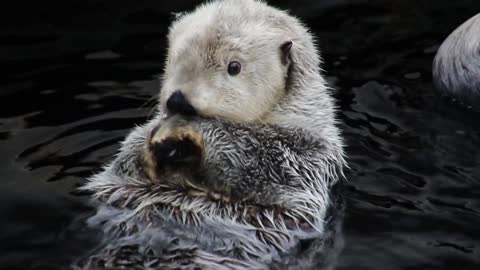 Cut baby Beaver playing in river