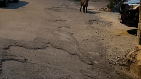 Woman Encounters Wild Boar on Street