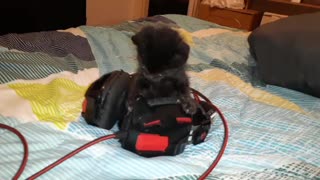 Kitten playing with headphones