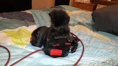 Kitten playing with headphones