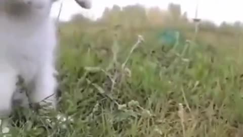 VICIOUS CAT IN THE TRAINING FIELD!