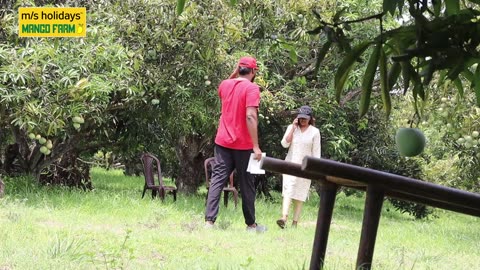 A Day in the Life at M/S Holidays Mango Farm