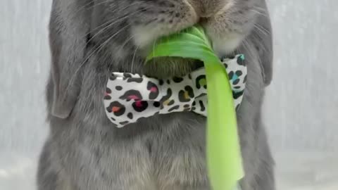 Cute rabbit eating brocoli