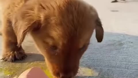 Chicken 🐔 attacking puppy for eating its egg