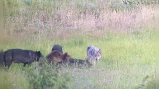 Wolf Pack Chases Grizzly Bear