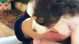 German shepherd puppy held by blue shirt woman