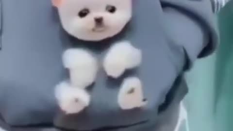 Cute Pomeranian Puppy Videos Funny Baby Dog Videos | Adorable Pets Videos |