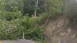 Árbol se desprende en la vía entre Bucaramanga y Barrancabermeja