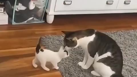 awsome cat prank