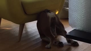 Dog cant figure out downward dog yellow chair