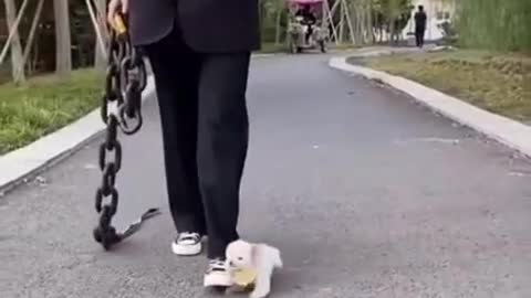 Cute dog kicked accidentally