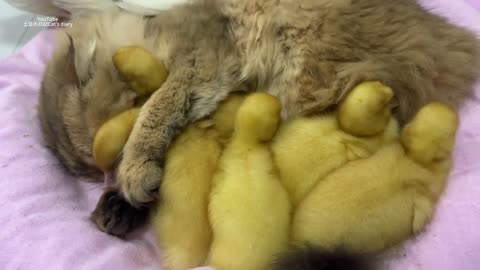 Fantastic animals!The kitten hugs the little duck and sleeps.😂Mother duck’s behavior so funny cute