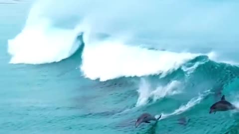 Look how Dolphins among the waves enjoy.