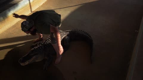 Man Wrangling Alligator, Alligator Wrangler