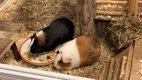 Hamster eating lunch viral animal