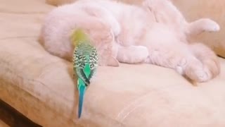Кот и птица, милые животные #53