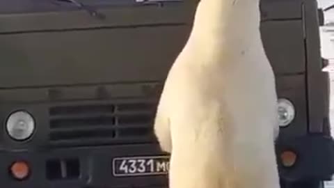White furry bear stopping an army car fun scene