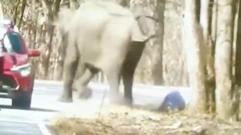 Elephant attack. Attacking moments. Life risk. Tourist spot. #viral #animals #video #shorts #short