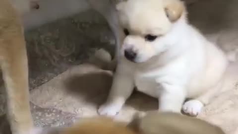 Cute little puppies fighting for milk