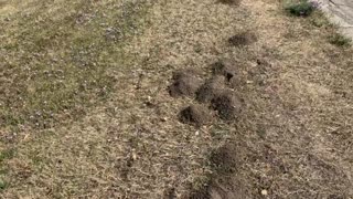 Locating Pocket Gopher Tunnels
