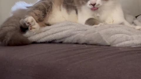 Rapid Kitty Tongue Bleps