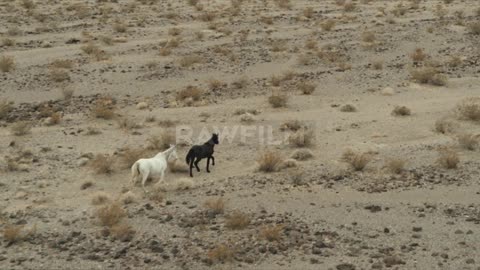 Wild Horses in the desert 3rd