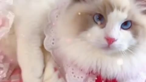 Cute Cat Funny Videos - Part 1