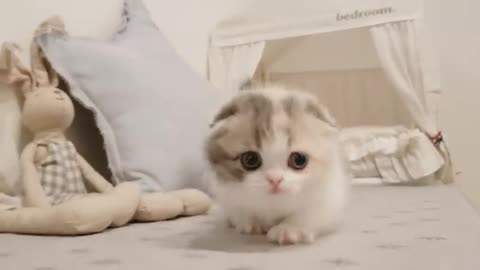 Cute short leg cat