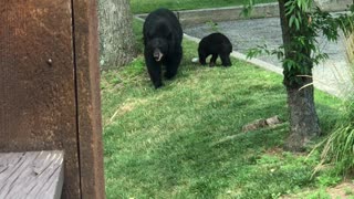 Visitors Bears
