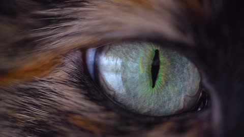 Cat eye so scarry || free video 24