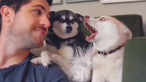 Dog Lover |Animal Lover | Funny Animal Video | Funny Dog